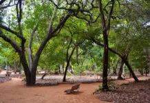 Parque das Dunas: conheça a sua história e as suas belezas